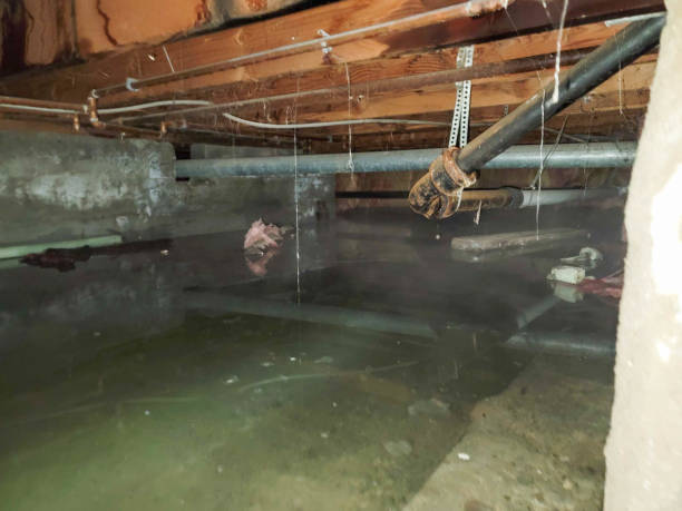 Best Mold removal after water damage  in Great River, NY